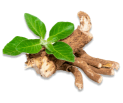 Nahaufnahme von roten Beeren – natürliche Zutaten in LIV Nahrungsergänzungsmitteln für Frauen