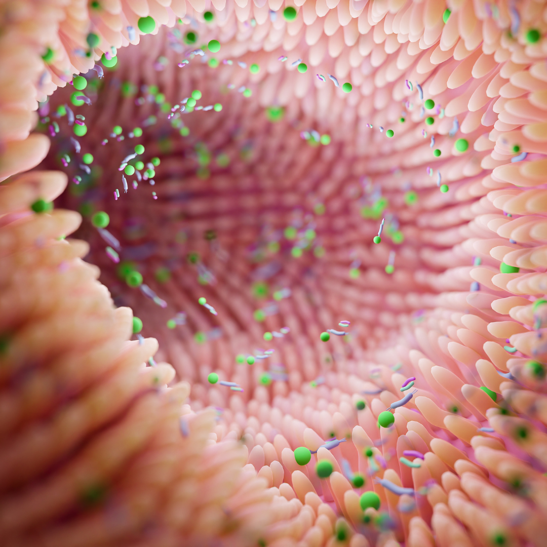 Parasiten im Darm: Ein unterschätztes Problem und was du dagegen tun kannst