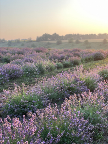 Leicht durchs Leben mit Lavendel: Die beruhigende Kraft der lila leuchtenden Blüten